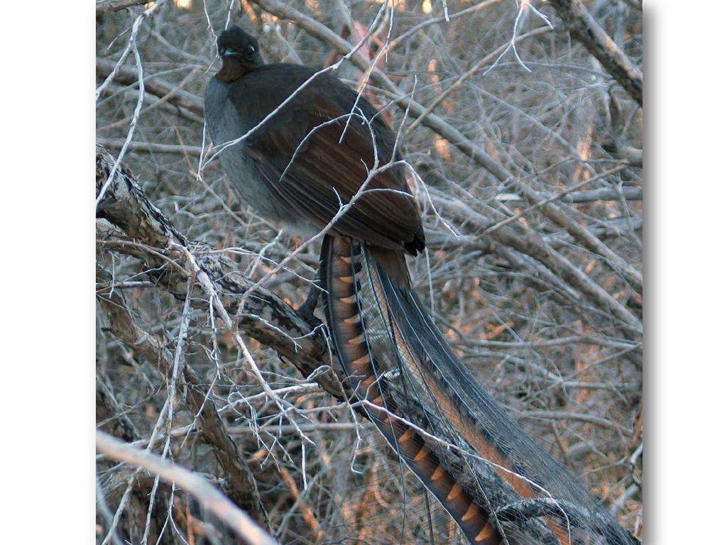 When the Lyrebird Calls by Kim Kane When the Lyrebird Calls by Kim Kane
