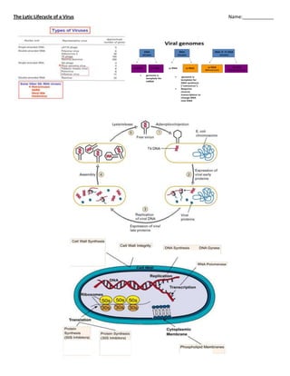 The Lytic Lifecycle of a VirusName:____________<br />DNAvirusesRNAvirusesds DNAss RNAss RNAss DNARNA  DNAvirusesss RNA(Retroviruses) ds DNA(hepadnaviruses)Viral genomesgenome is template for mRNA genome is template for DNA synthesis (quot;
retrovirusquot;
)Requires reverse transcriptase to change RNA into DNA<br />