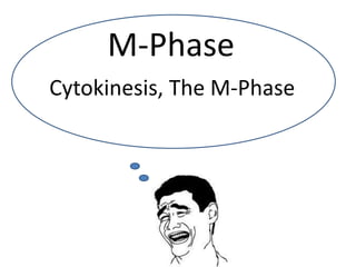 Cytokinesis, The M-Phase
M-Phase
 