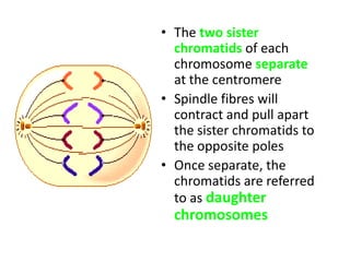 • The two sister
  chromatids of each
  chromosome separate
  at the centromere
• Spindle fibres will
  contract and pull apart
  the sister chromatids to
  the opposite poles
• Once separate, the
  chromatids are referred
  to as daughter
  chromosomes
 