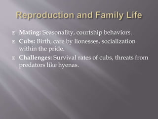 The Majestic Lions of the Savanna-1.pptx