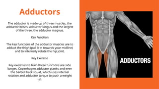 Adductors
The adductor is made up of three muscles, the
adductor brevis, adductor longus and the largest
of the three, the adductor magnus.
Key Function
The key functions of the adductor muscles are to
adduct the thigh (pull it in towards your midline)
and to internally rotate the hip joint.
Key Exercise
Key exercises to train these functions are side
lunges, Copenhagen adductor planks and even
the barbell back squat, which uses internal
rotation and adductor torque to push a weight
up.
 