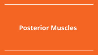 Posterior Muscles
 