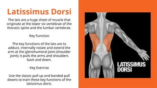 Latissimus Dorsi
The lats are a huge sheet of muscle that
originate at the lower six vertebrae of the
thoracic spine and the lumbar vertebrae.
Key Function
The key functions of the lats are to
adduct, internally rotate and extend the
arm at the glenohumeral joint (shoulder
joint); it pulls the arms and shoulders
back and down.
Key Exercise
Use the classic pull up and banded pull
downs to train these key functions of the
latissimus dorsi.
 
