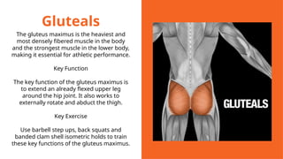 Gluteals
The gluteus maximus is the heaviest and
most densely fibered muscle in the body
and the strongest muscle in the lower body,
making it essential for athletic performance.
Key Function
The key function of the gluteus maximus is
to extend an already flexed upper leg
around the hip joint. It also works to
externally rotate and abduct the thigh.
Key Exercise
Use barbell step ups, back squats and
banded clam shell isometric holds to train
these key functions of the gluteus maximus.
 