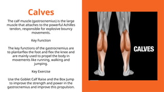 Calves
The calf muscle (gastrocnemius) is the large
muscle that attaches to the powerful Achilles
tendon, responsible for explosive bouncy
movements.
Key Function
The key functions of the gastrocnemius are
to plantarflex the foot and flex the knee and
are mainly used to propel the body in
movements like running, walking and
jumping.
Key Exercise
Use the Goblet Calf Raise and the Box Jump
to improve the strength and power in the
gastrocnemius and improve this propulsion.
 