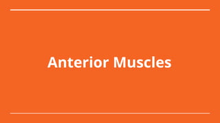 Anterior Muscles
 