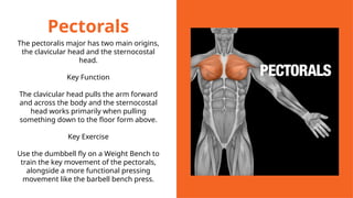 Pectorals
The pectoralis major has two main origins,
the clavicular head and the sternocostal
head.
Key Function
The clavicular head pulls the arm forward
and across the body and the sternocostal
head works primarily when pulling
something down to the floor form above.
Key Exercise
Use the dumbbell fly on a Weight Bench to
train the key movement of the pectorals,
alongside a more functional pressing
movement like the barbell bench press.
 