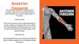 Anterior
Forearm
The anterior forearm is made up of 8
muscles, split into the superficial layer,
intermediate layer and the deep layer of
muscles.
Key Function
The main function of the superficial layer is
to flex, adduct and abduct the wrist, while
the intermediate and deep layers are more
concerned with flexion of the fingers and
grip strength.
Key Exercise
Use dumbbell wrist curls and grip isometrics
with a Plate Loaded Pin to strengthen these
functions.
 