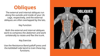 Obliques
The external and internal obliques run
along the outside and inside of your rib
cage, respectively, and the external
obliques are often overlapped by the lats.
Key Function
Both the external and internal obliques
work to compress the abdomen and work
unilaterally to rotate and flex the trunk.
Key Exercise
Use the Resistance Band palloff press and
the kettlebell side bend to train these key
functions.
 