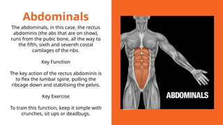 Abdominals
The abdominals, in this case, the rectus
abdominis (the abs that are on show),
runs from the pubic bone, all the way to
the fifth, sixth and seventh costal
cartilages of the ribs.
Key Function
The key action of the rectus abdominis is
to flex the lumbar spine, pulling the
ribcage down and stabilising the pelvis.
Key Exercise
To train this function, keep it simple with
crunches, sit ups or deadbugs.
 