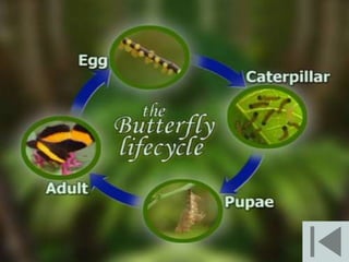 The making of a scientist 