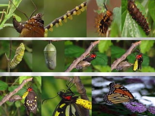 The making of a scientist 