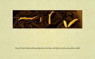 Chọn & tách hình những búp/nõn trà làm nổi bật ưu tính sản phẩm nhất.
 