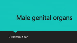 Male genital organs
Dr.Hazem zidan
 