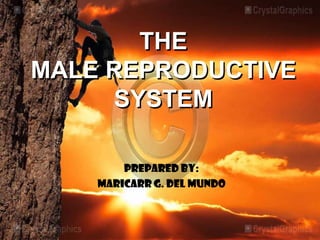 THE
MALE REPRODUCTIVE
     SYSTEM

        Prepared by:
    MARICARR G. DEL MUNDO
 