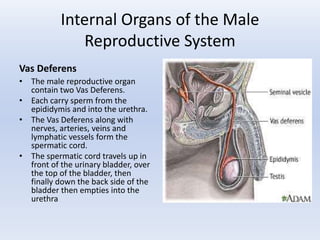 The male reproductive system | PPTX