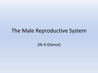 The Male Reproductive System
(At A Glance)
 