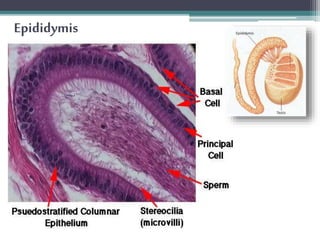 The Male Reproductive System | PPTX