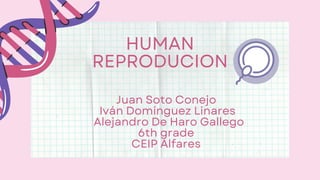 HUMAN
REPRODUCION
Juan Soto Conejo
Iván Domínguez Linares
Alejandro De Haro Gallego
6th grade
CEIP Alfares
 