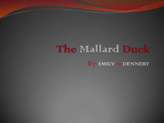 The Mallard Duck ByEMILYA. DENNERY 
