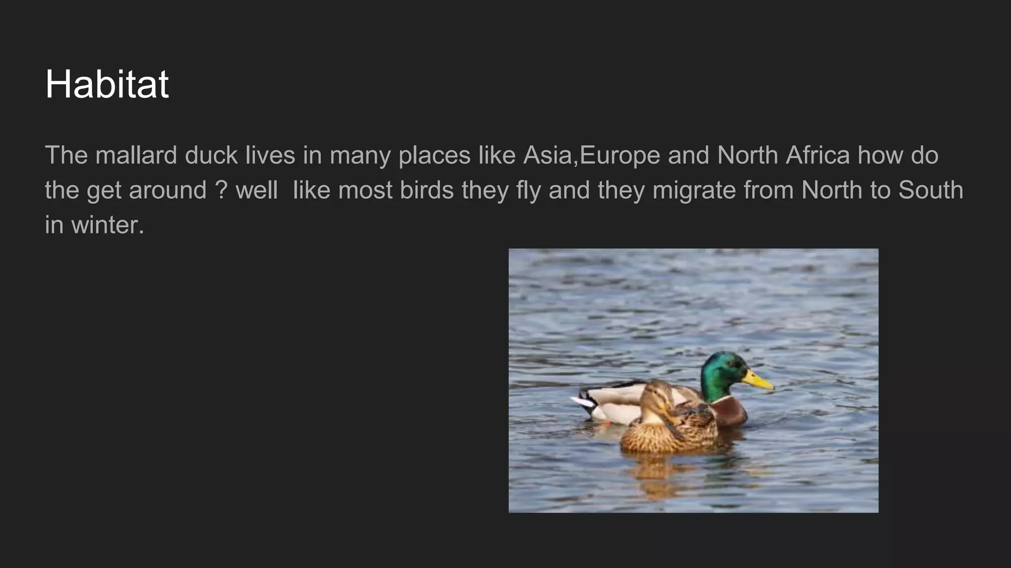 Habitat
The mallard duck lives in many places like Asia,Europe and North Africa how do
the get around ? well like most birds they fly and they migrate from North to South
in winter.