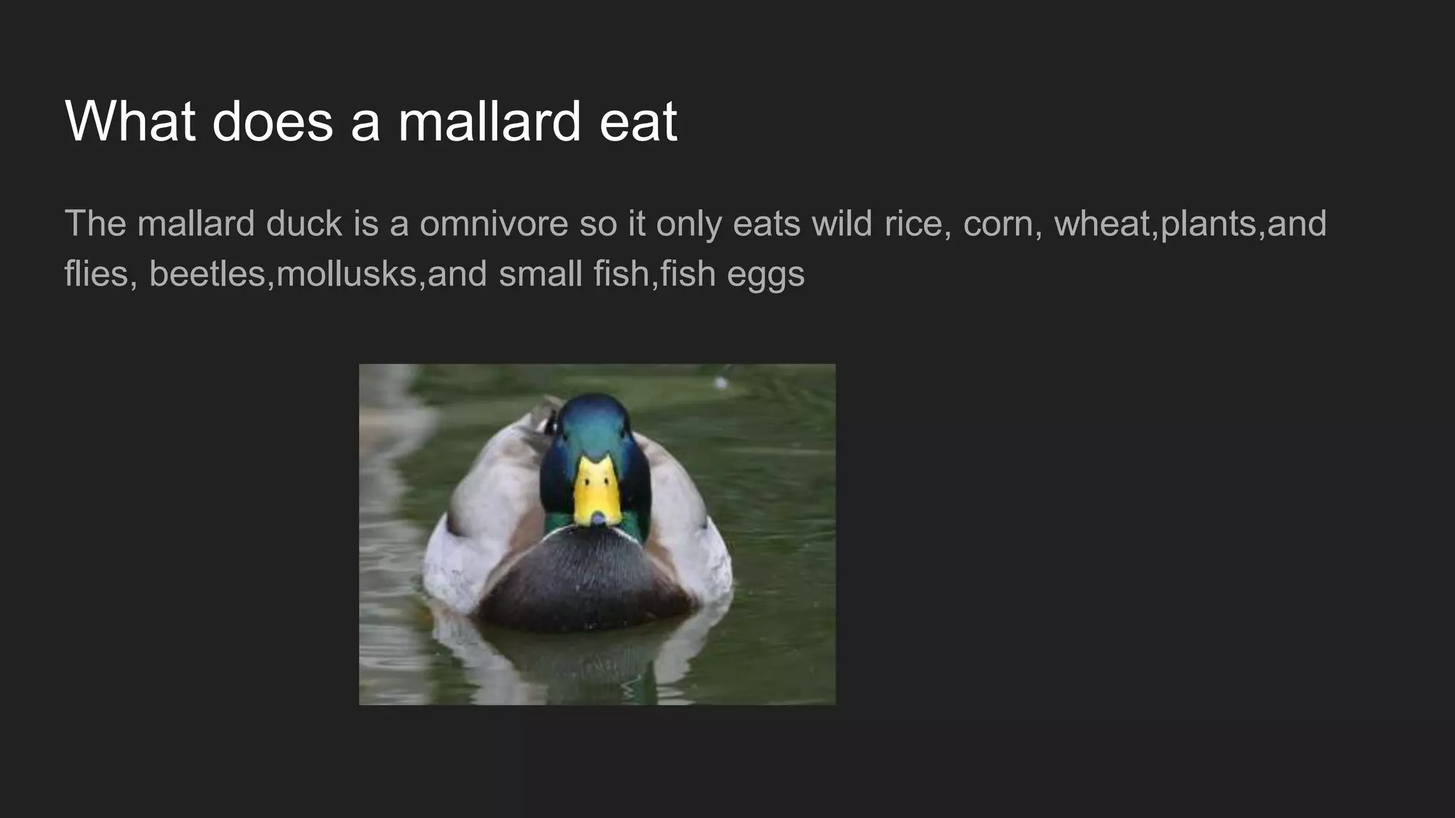 What does a mallard eat
The mallard duck is a omnivore so it only eats wild rice, corn, wheat,plants,and
flies, beetles,mollusks,and small fish,fish eggs