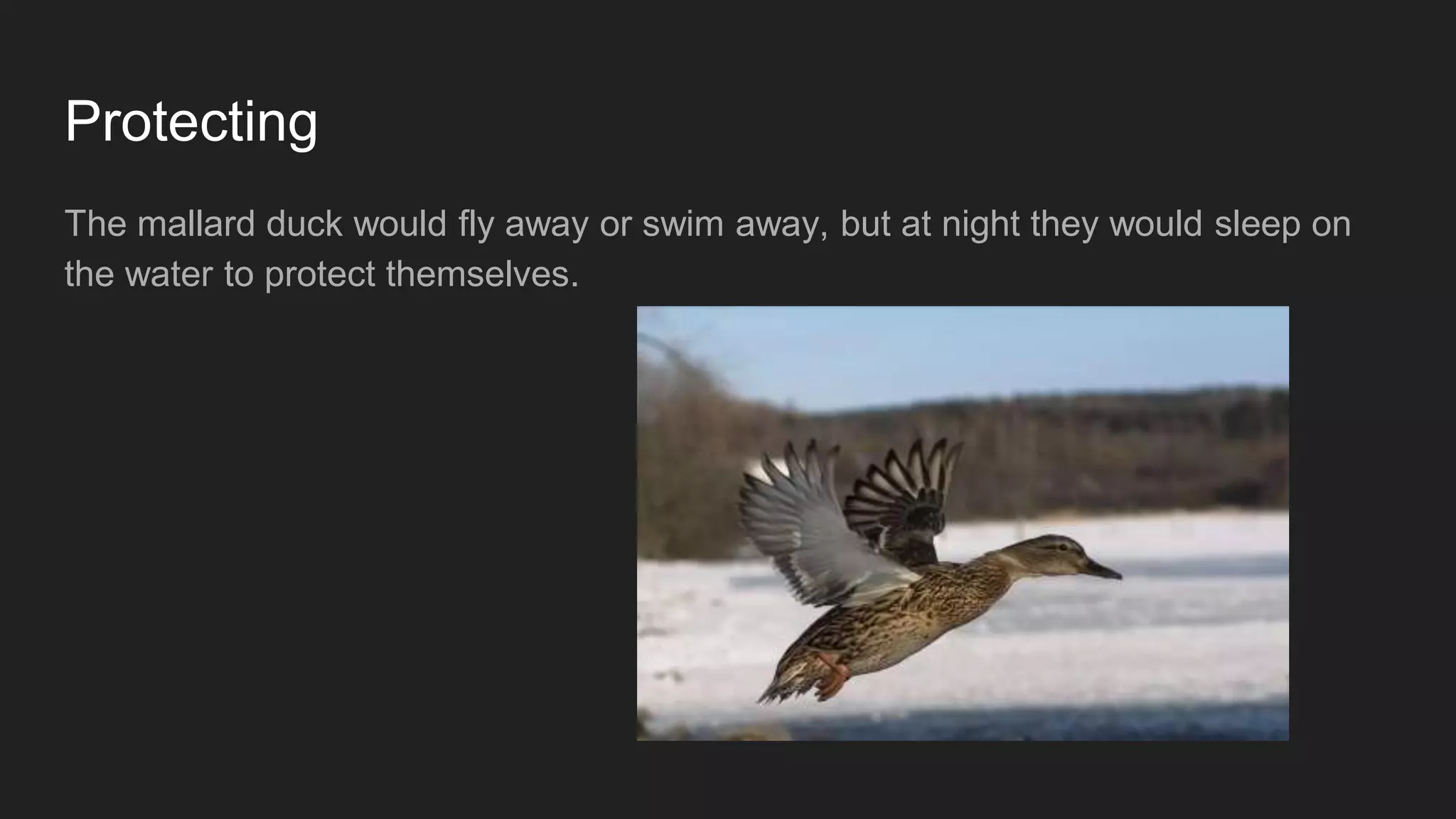 Protecting
The mallard duck would fly away or swim away, but at night they would sleep on
the water to protect themselves.