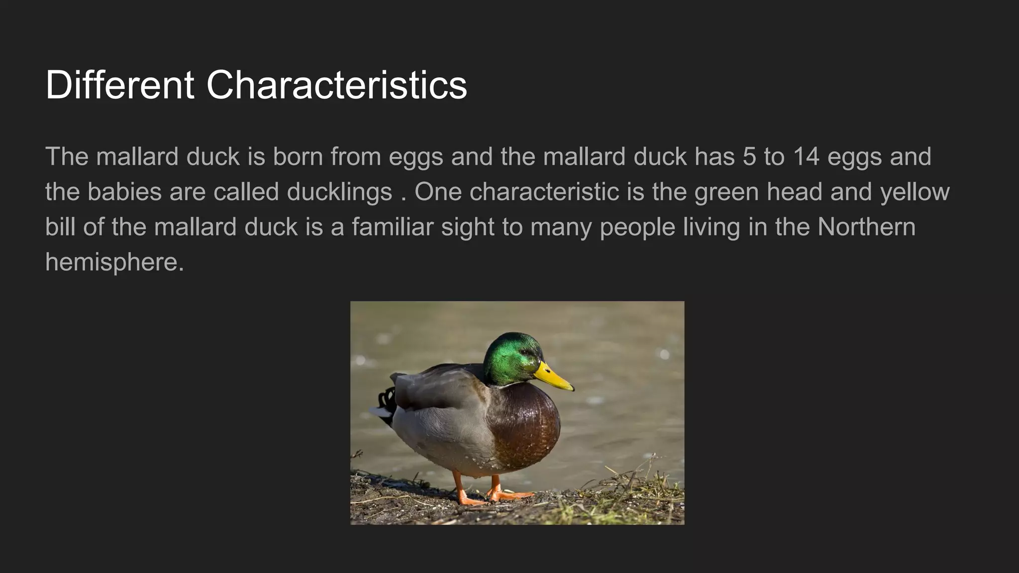 Different Characteristics
The mallard duck is born from eggs and the mallard duck has 5 to 14 eggs and
the babies are called ducklings . One characteristic is the green head and yellow
bill of the mallard duck is a familiar sight to many people living in the Northern
hemisphere.