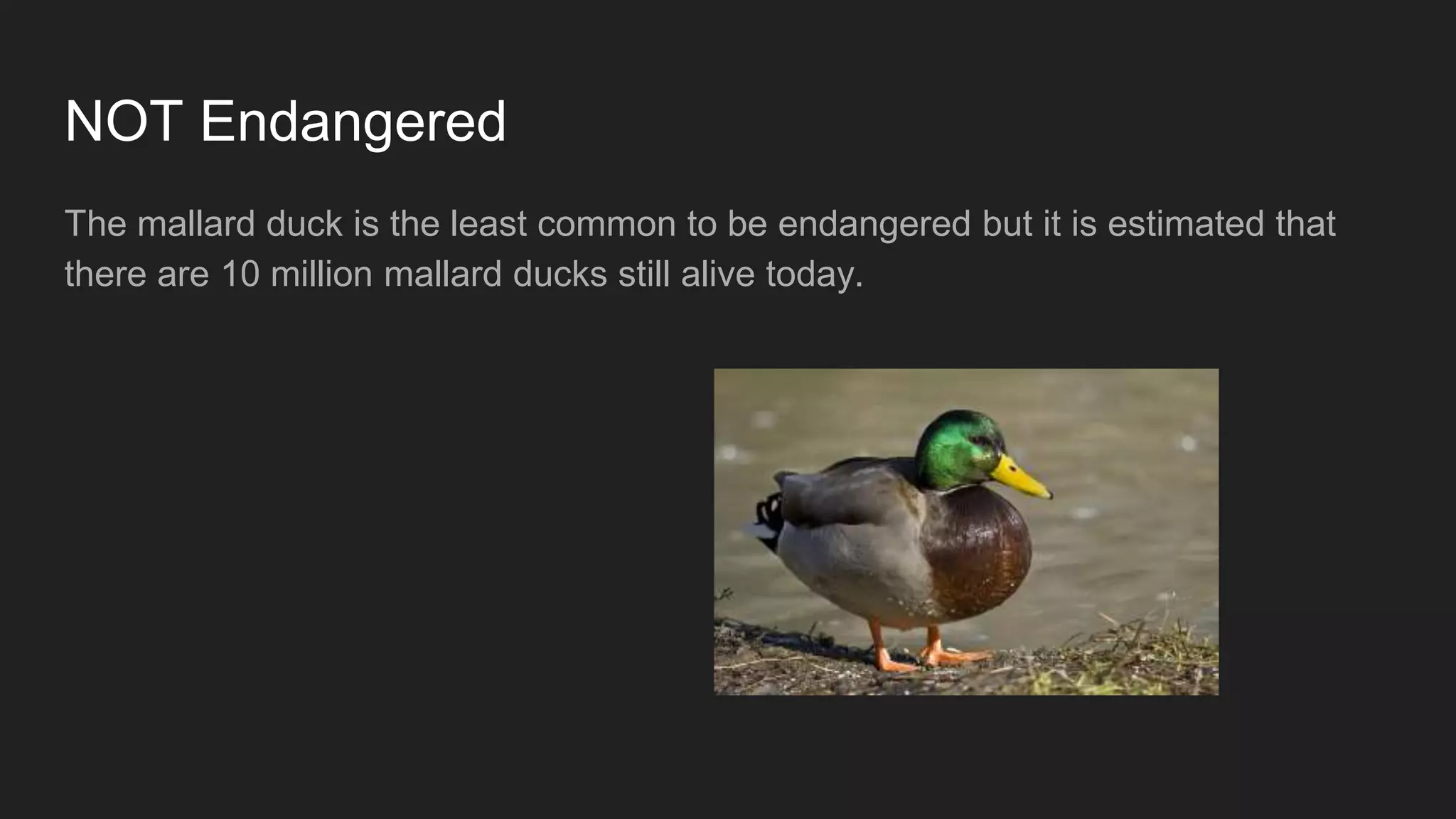 NOT Endangered
The mallard duck is the least common to be endangered but it is estimated that
there are 10 million mallard ducks still alive today.