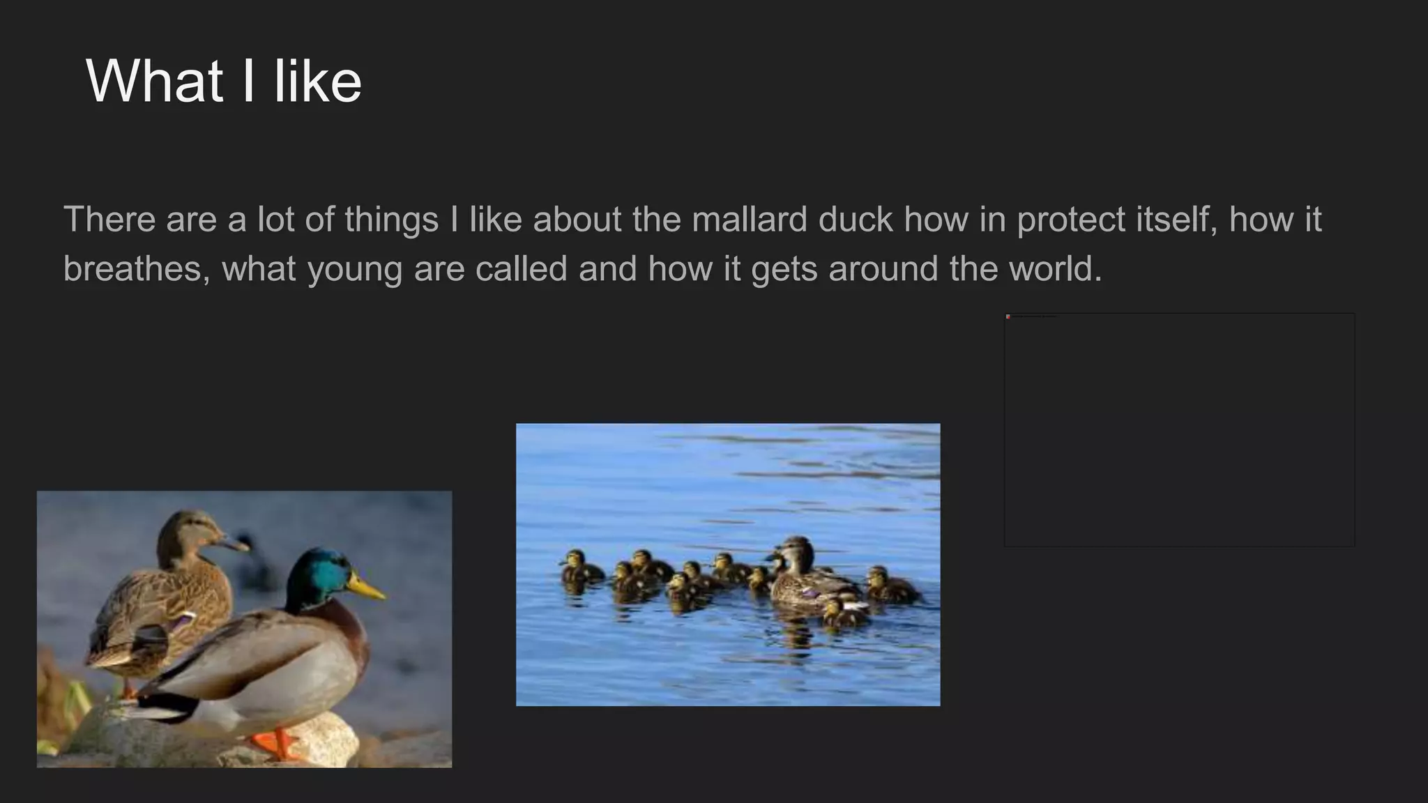 There are a lot of things I like about the mallard duck how in protect itself, how it
breathes, what young are called and how it gets around the world.
What I like