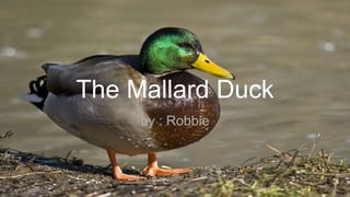The Mallard Duck
by : Robbie
 