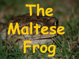 The Maltese  Frog 