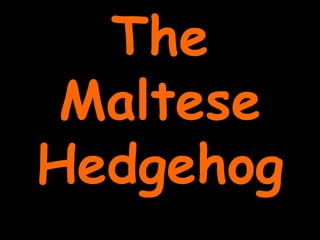 The Maltese Hedgehog 