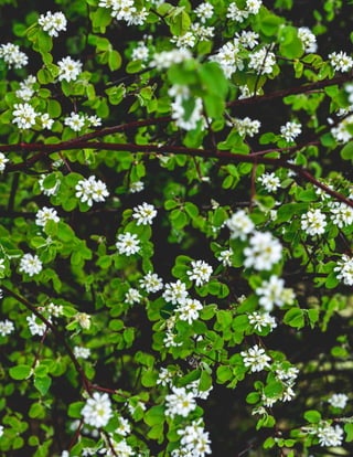 Issue 001 Kîyokêwin // 05
 