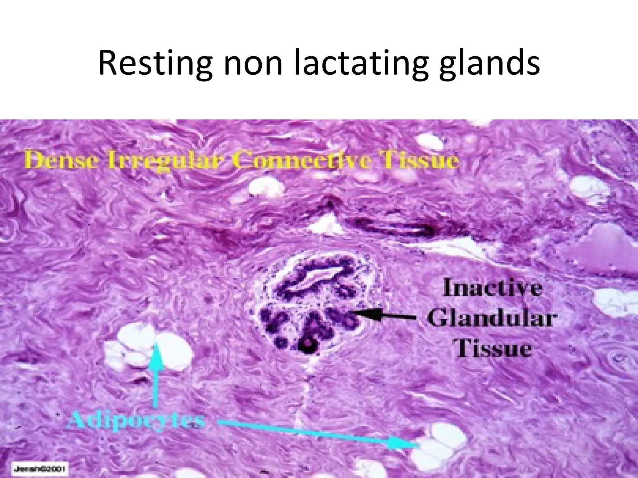 Histology of the breast | PPT