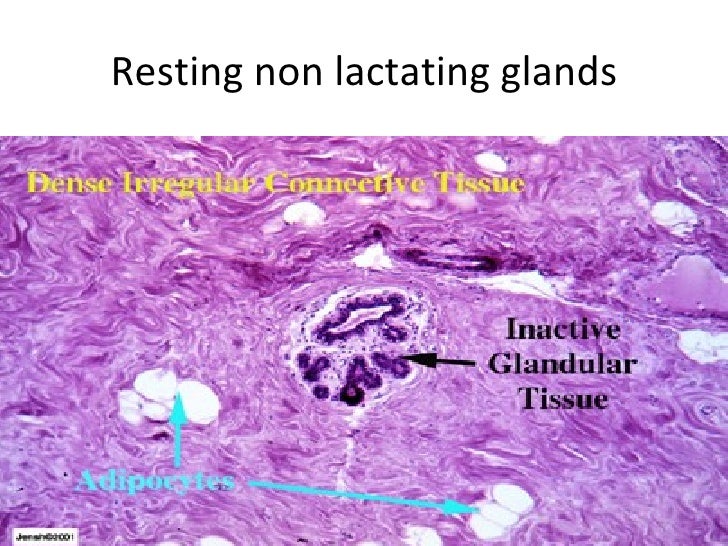 pics Histology Human Mammary Glands histology of the breast