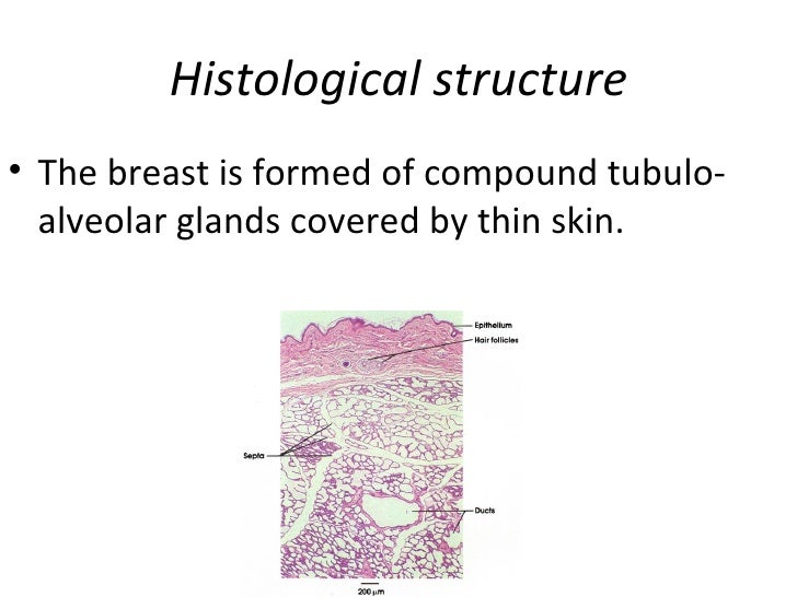 Histology of the breast