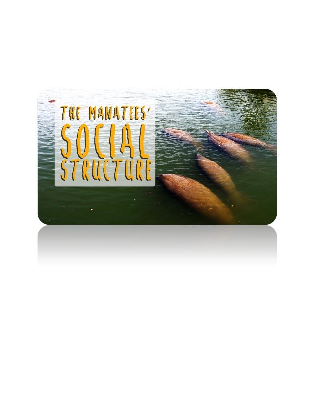 The manatees’ social structure