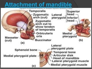 Attachment of mandible
 