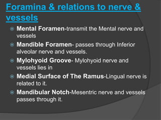 Foramina & relations to nerve &
vessels
 Mental Foramen-transmit the Mental nerve and
vessels
 Mandible Foramen- passes through Inferior
alveolar nerve and vessels.
 Mylohyoid Groove- Mylohyoid nerve and
vessels lies in
 Medial Surface of The Ramus-Lingual nerve is
related to it.
 Mandibular Notch-Mesentric nerve and vessels
passes through it.
 