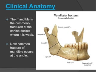 Clinical Anatomy
 The mandible is
the commonly
fractured at the
canine socket
where it is weak.
 Next common
fracture of
mandible occurs
at the angle.
 