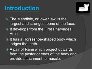 Introduction
 The Mandible, or lower jaw, is the
largest and strongest bone of the face.
 It develops from the First Pharyngeal
Arch.
 It has a Horseshoe-shaped body which
lodges the teeth.
 A pair of Rami which project upwards
from the posterior ends of the body and
provide attachment to muscle.
 