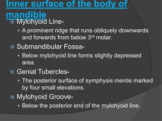 Inner surface of the body of
mandible
 Mylohyoid Line-
 A prominent ridge that runs obliquely downwards
and forwards from below 3rd molar.
 Submandibular Fossa-
 Below mylohyoid line forms slightly depressed
area.
 Genial Tubercles-
 The posterior surface of symphysis mentis marked
by four small elevations.
 Mylohyoid Groove-
 Below the posterior end of the mylohyoid line.
 