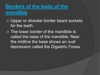 Borders of the body of the
mandible
 Upper or alveolar border bears sockets
for the teeth.
 The lower border of the mandible is
called the base of the mandible. Near
the midline the base shows an oval
depression called the Digastric Fossa.
 