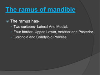 The ramus of mandible
 The ramus has-
• Two surfaces- Lateral And Medial.
• Four border- Upper, Lower, Anterior and Posterior.
• Coronoid and Condyloid Process.
 