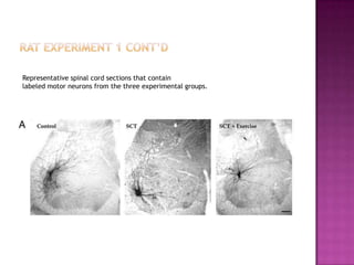 Rat Experiment 1 Cont’dRepresentative spinal cord sections that containlabeled motor neurons from the three experimental groups.