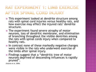 This experiment looked at dendrite structure among rats with spinal cord injuries versus healthy rats, and how exercise may effect the injured rats’ dendrite structure.The experiment found severe atrophy of motor neurons, loss of dendritic membrane, and elimination of branching throughout the visible dentrites among the rats with spinal cords injury when compared to healthy rats.In contrast none of these markedly negative changes were visible in the rats who underwent exercise of the limbs after spinal injury.Findings suggest that a “dendritic tree of motor neurons deprived of descending influences is rapidly pruned”.(Gazula et al, 2004)Rat Experiment 1: Limb exercise after Spinal cord Injury