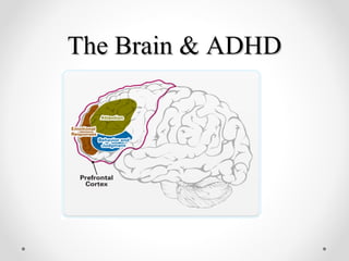 The Brain & ADHDThe Brain & ADHD
 