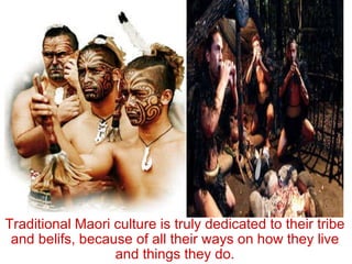 Traditional Maori culture is truly dedicated to their tribe and belifs, because of all their ways on how they live and things they do. 